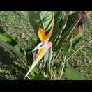 Strelitzien gedeihen hier gut